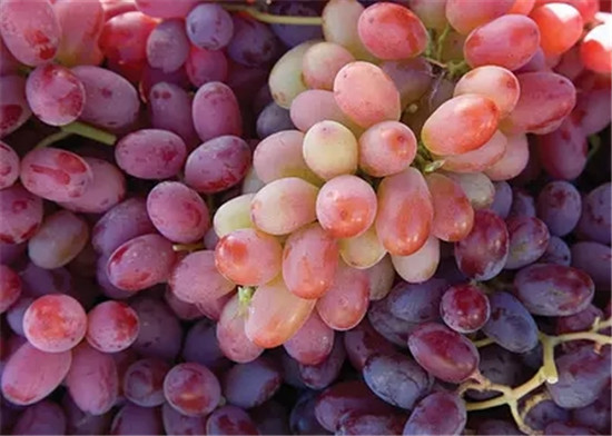 月经期间能吃葡萄吗 吃葡萄注意什么