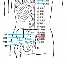 膀胱俞(Pángguāngshū)穴 - 臀部穴位