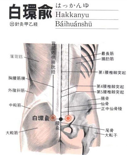 白环俞(Báihuánshū)穴 - 臀部穴位