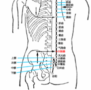 大肠俞(Dàchángshū)穴 - 腹部穴位
