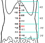 阴交(Yīnjiāo)穴 - 腹部穴位