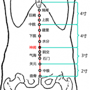 神阙(Shénquè)穴 - 腹部穴位