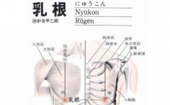 乳根(Rǔgēn)穴 - 胸部穴位