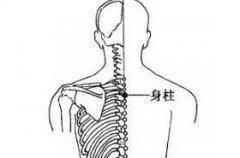 身柱(Shēnzhù)穴 - 背部穴位