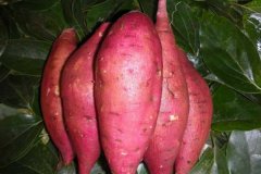 秋季红薯怎样吃更营养 秋季吃红薯有什么好处