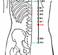 志室(Zhìshì)穴 - 背部穴位
