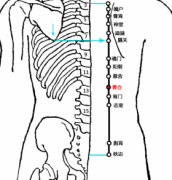 胃仓(Wèicāng)穴 - 背部穴位