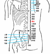 胃俞(Wèishū)穴 - 背部穴位