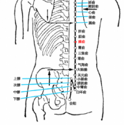 脾俞(Píshū)穴 - 背部穴位