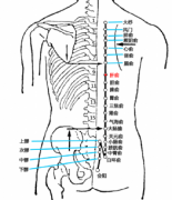 肝俞(Gānshū)穴 - 背部穴位