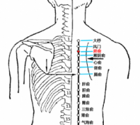 肺俞(Fèishū)穴 - 背部穴位