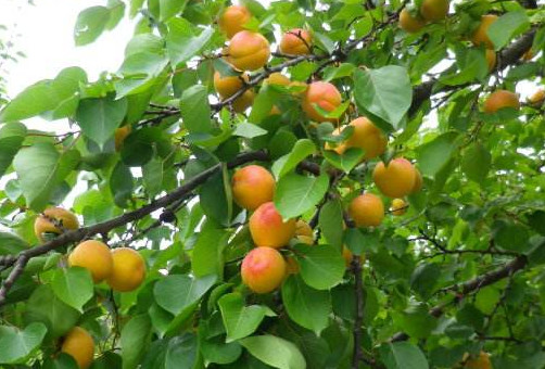 杏子一天最多吃几个 杏子什么人不能吃