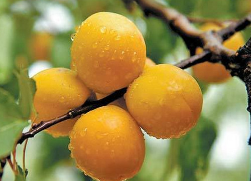 杏子一天最多吃几个 杏子什么人不能吃