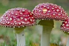 吃野蘑菇中毒身亡 吃了毒蘑菇怎么急救
