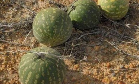 西瓜原产地是哪个国家 野西瓜有毒吗