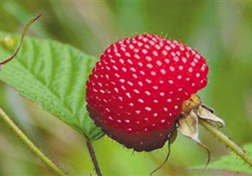 野草莓就是蛇莓吗 吃野草莓要小心中毒