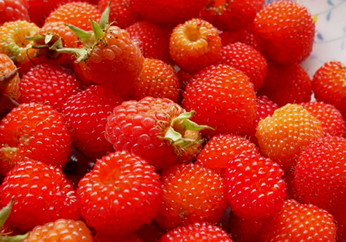野草莓就是蛇莓吗 吃野草莓要小心中毒