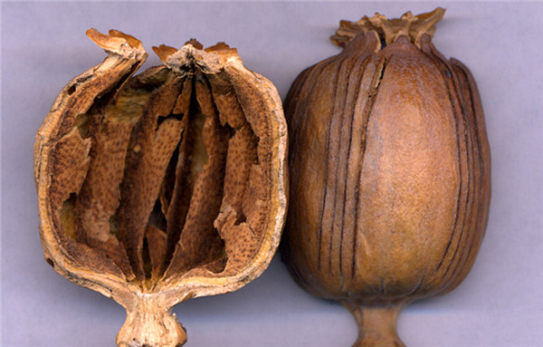 罂粟壳的功效与作用 如何分辨食物中是否有罂粟
