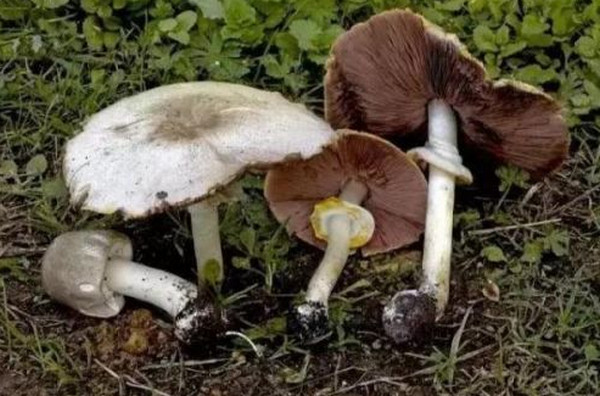 产妇能吃蘑菇吗 产妇吃蘑菇有什么好处