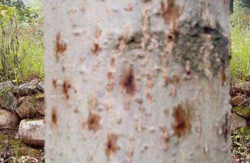 核桃树皮的功效与作用 核桃树皮能治什么病