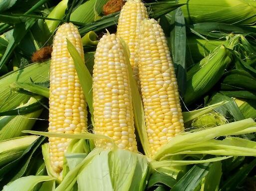 把玉米当主食吃真的能减肥吗