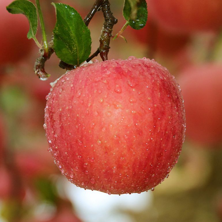 苹果减肥法介绍 苹果减肥法的副作用介绍