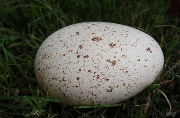 鸡蛋 鸭蛋 鹅蛋 鹌鹑蛋 哪个更营养？养生真的不简单