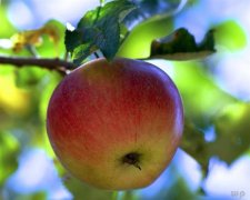 水果在什么时间吃最合适？苹果在早上吃 具有减肥的作用