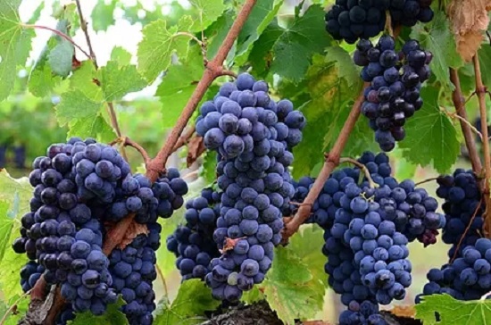 秋季吃葡萄的好处 可阻止血栓形成