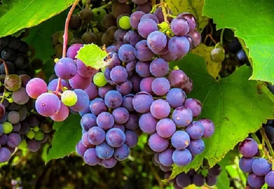 秋季吃葡萄的好处 可阻止血栓形成