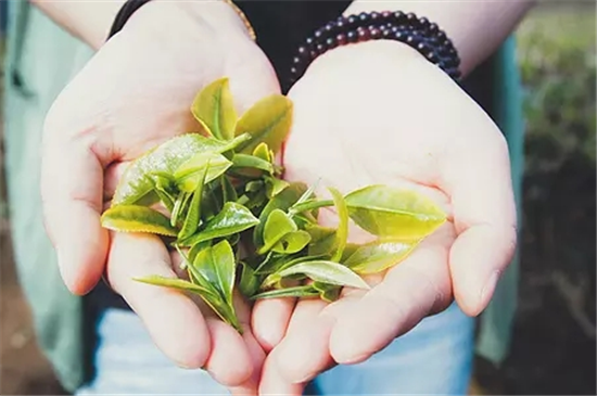 黑茶的作用功效 助消化解油腻