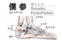 仆参(Púcān)穴 - 脚部穴位