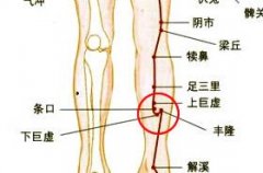 下巨虚(Xiàjùxū)穴 - 腿部穴位