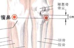 犊鼻(Dúbí)穴 - 腿部穴位