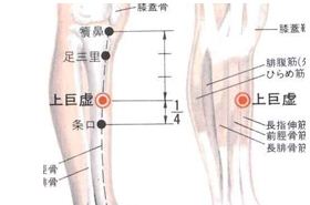 上巨虚(Shàngjùxū)穴 - 腿部穴位