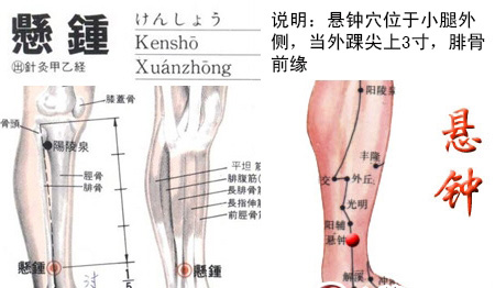 悬钟(Xuánzhōng)穴 - 腿部穴位