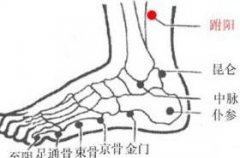 跗阳(Fūyáng)穴 - 腿部穴位