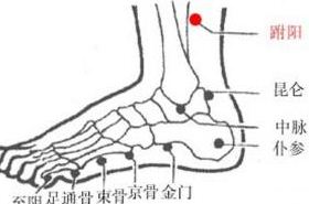 跗阳(Fūyáng)穴 - 腿部穴位