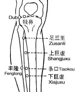 丰隆(Fēnglóng)穴 - 腿部穴位