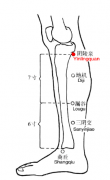 阴陵泉(Yīnlíngquán)穴 - 腿部穴位