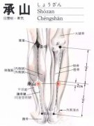 承山(Chéngshān)穴 - 腿部穴位