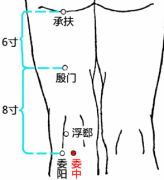 委中(wěizhōng)穴 - 腿部穴位