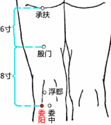 委阳(Wěiyáng)穴 - 腿部穴位