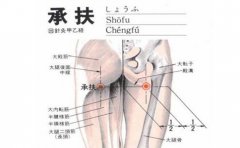 承扶(Chéngfú)穴 - 臀部穴位