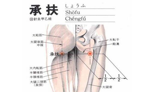 承扶(Chéngfú)穴 - 臀部穴位