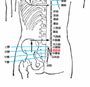 膀胱俞(Pángguāngshū)穴 - 臀部穴位