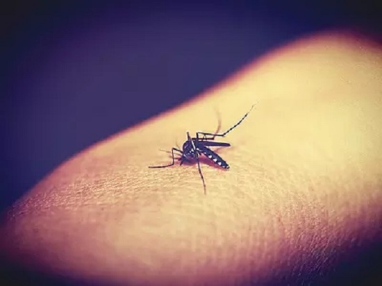 夏季怎么驱蚊 这些东西能赶走蚊子