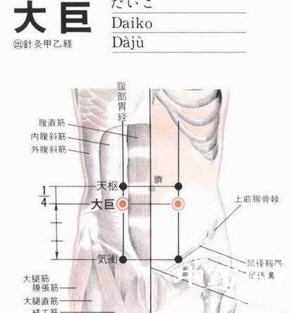 大巨(Dàjù)穴 - 腹部穴位