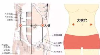 大横(Dàhéng)穴 - 腹部穴位