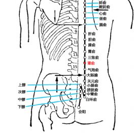 肾俞(Shènshū)穴 - 腹部穴位
